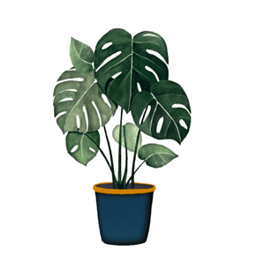 Philodendron / Monstera