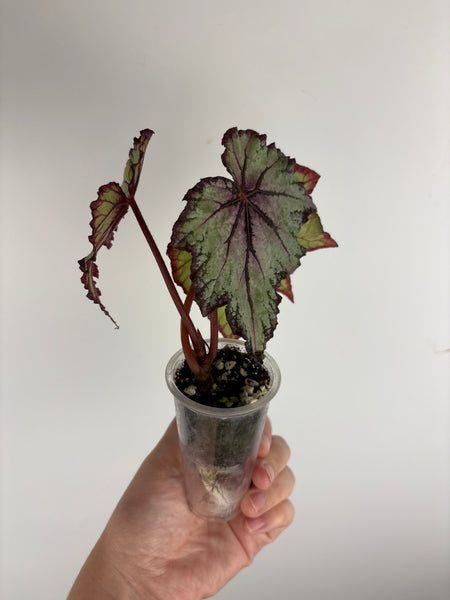 begonia carnival A