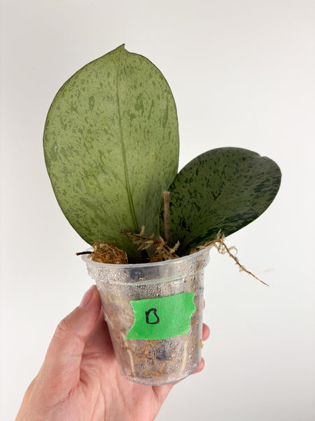 Hoya Michele silver B