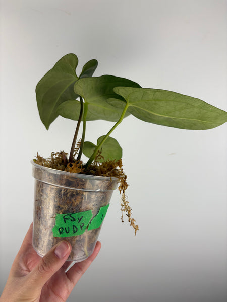 Anthurium Fort Sherman  x RVDP 1