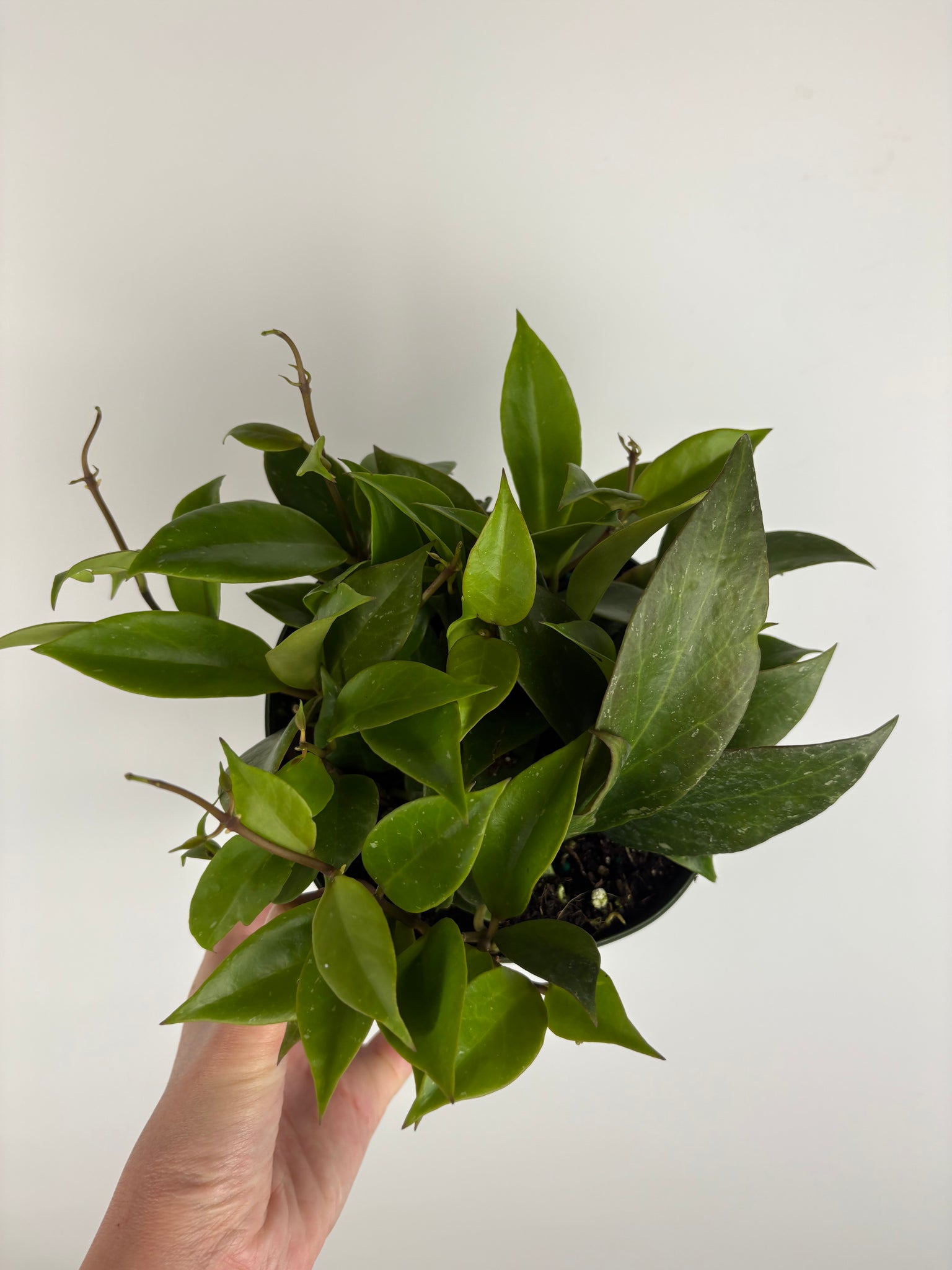 Hoya Sunrise 6 inch