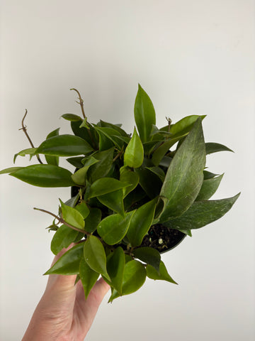 Hoya Sunrise 6 inch