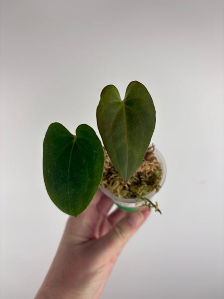 Anthurium Dark Pheonix seed E