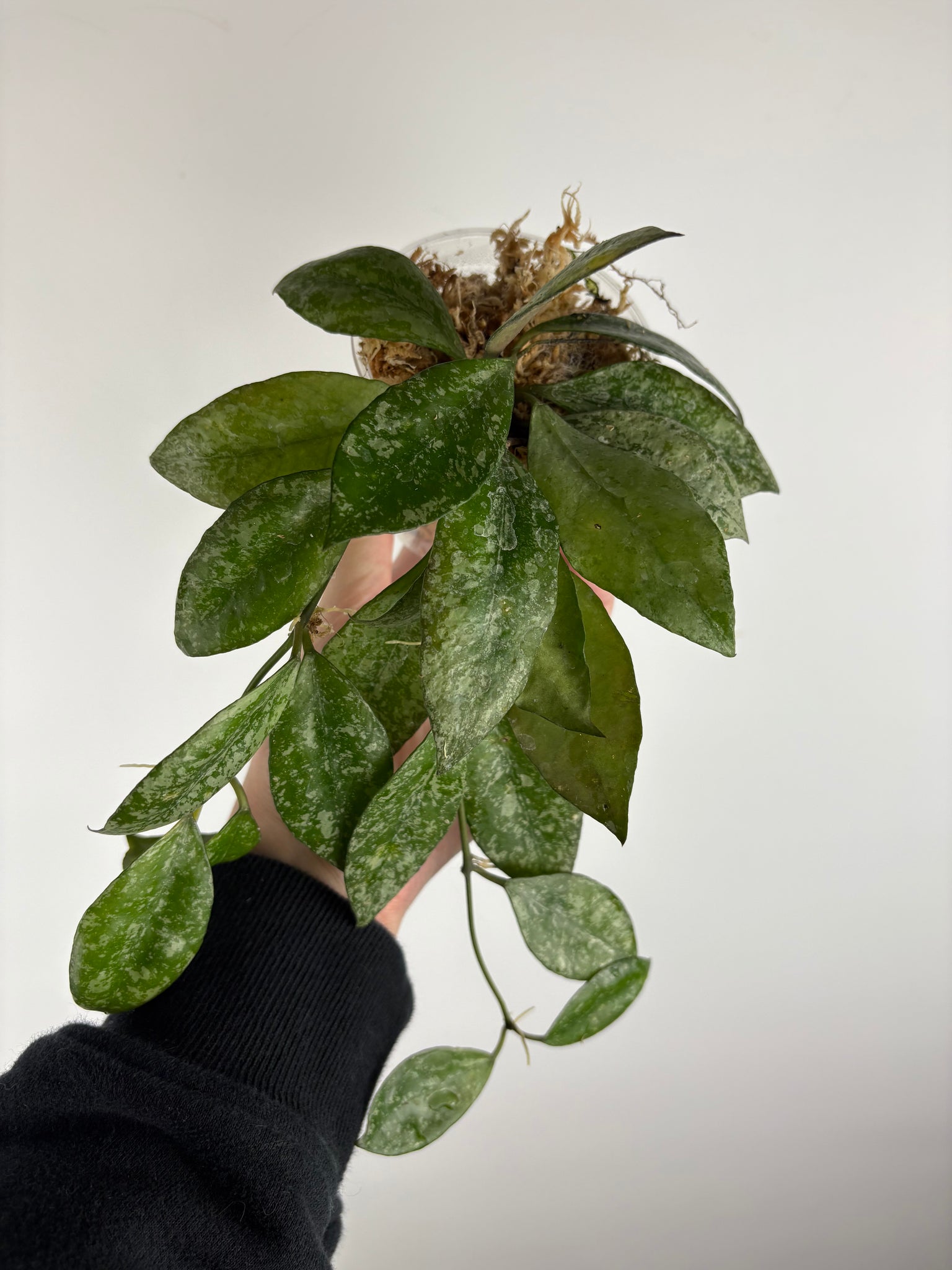 hoya walliniana splash