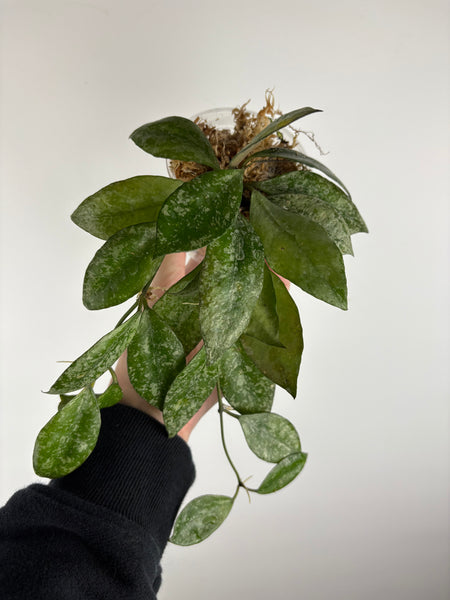 hoya walliniana splash