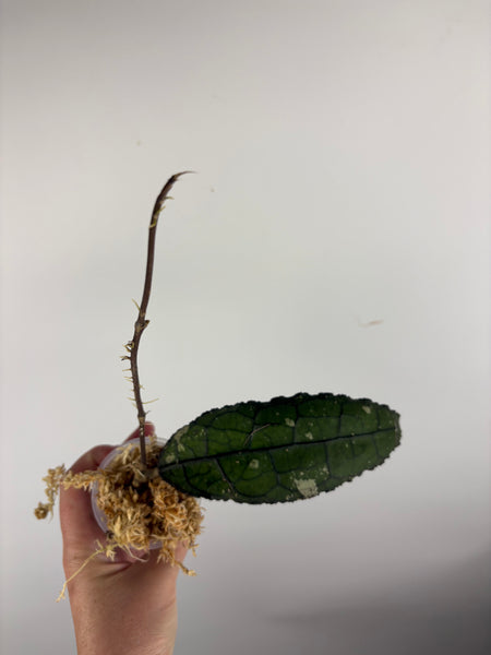 hoya clemensiorum black A