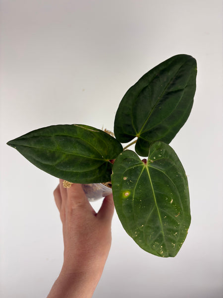 Anthurium BVIT x dark phoenix A