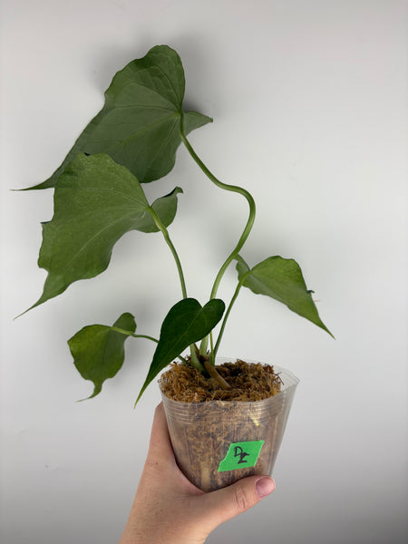 Anthurium delta force D2