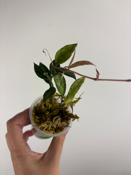 hoya lacunosa peridot G