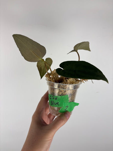 Anthuirum Fort Sherman x blue papi 2