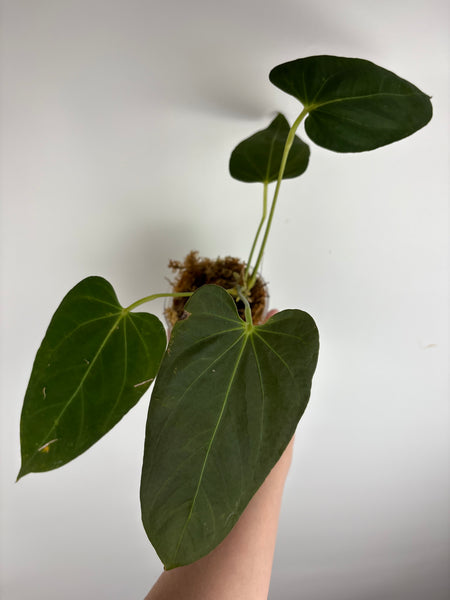 Anthurium bvit x blue papillilaminum