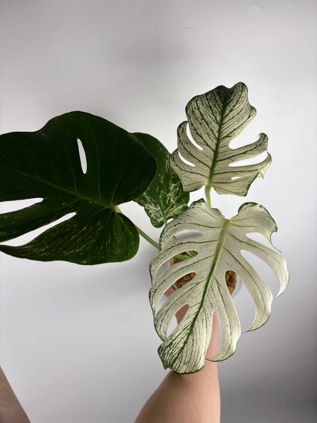 Monstera devil (Thailand)