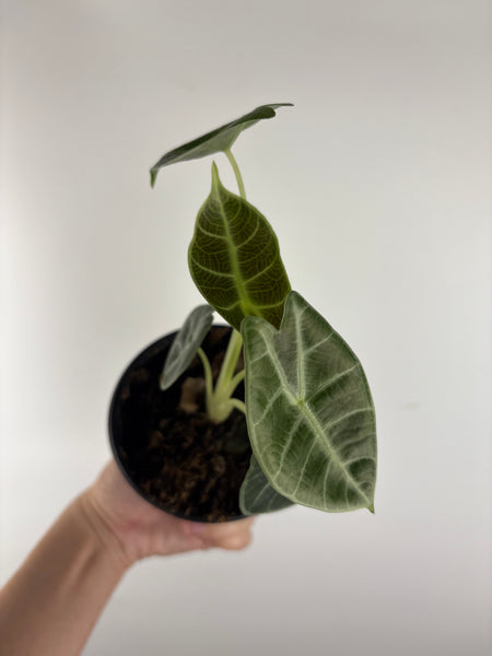 Alocasia Watsoniana low variegated aurea C