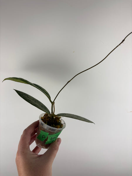 Hoya Aff lambii silver sp sanggau A