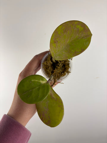 hoya obovata splash variegated