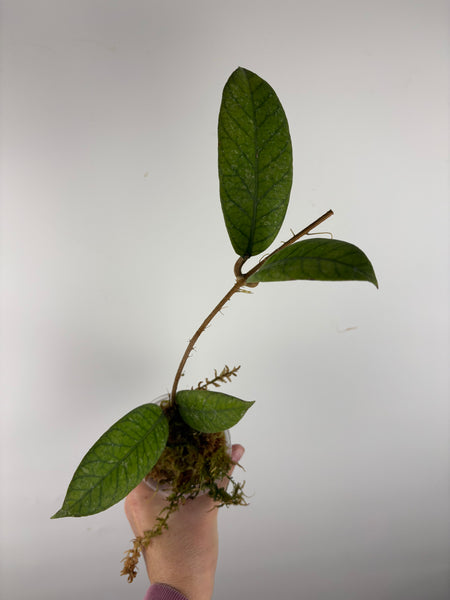 Hoya Meredithii Sp Aceh 1