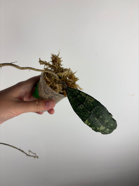 hoya clemensiorum crocodile