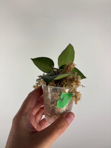 Hoya Verticillata sp. Nganjuk pink Splash 4
