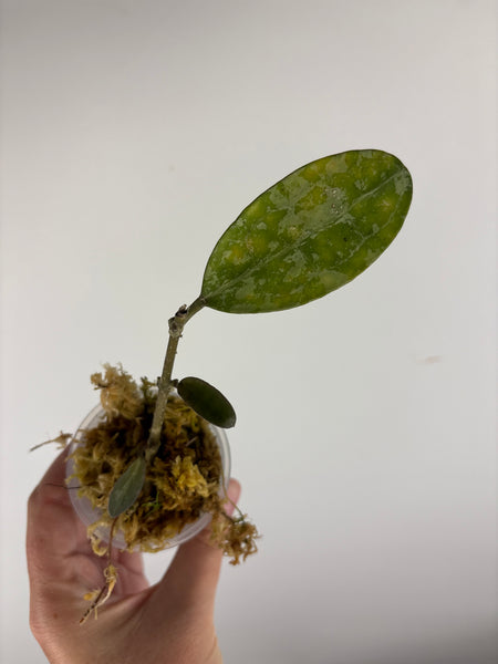 hoya elliptica splash C