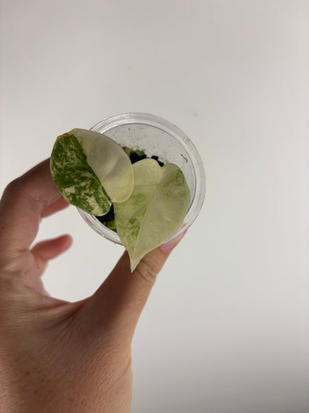 Alocasia dragonscale Albo