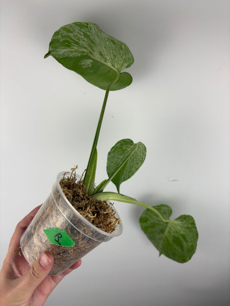 Monstera vietciosa (Thailand) B2