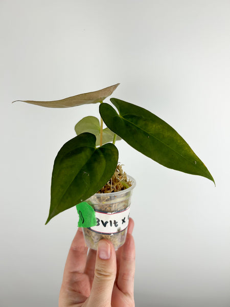 Anthurium BVIT x xone B