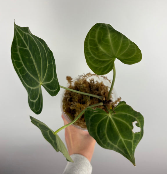 Anthurium clarinervium white spider D