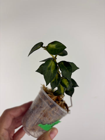 Hoya lacunosa golden flame 2