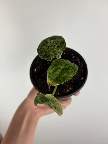 Alocasia dragon scale mint 4 inch D