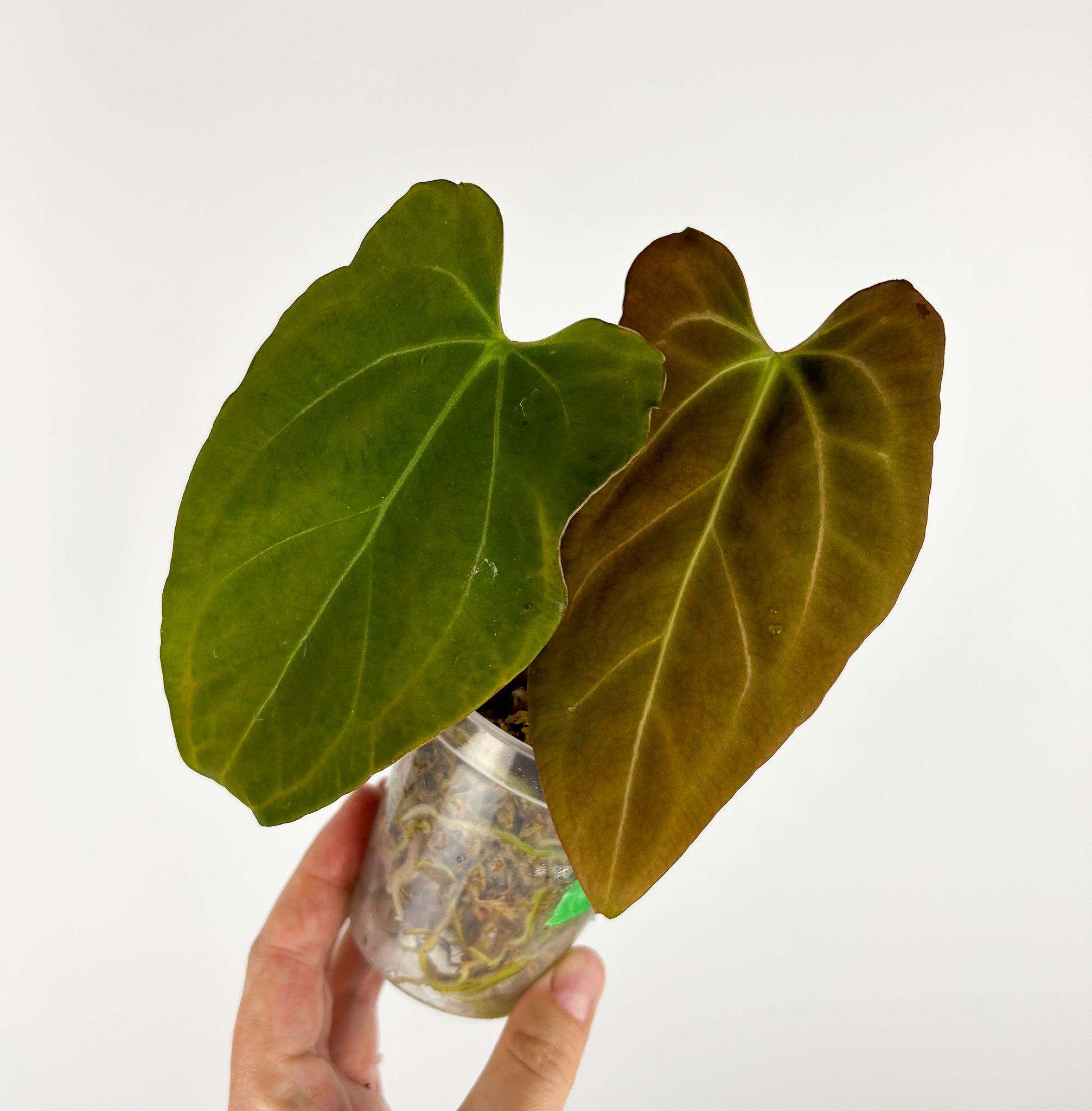 Anthurium bison F as is