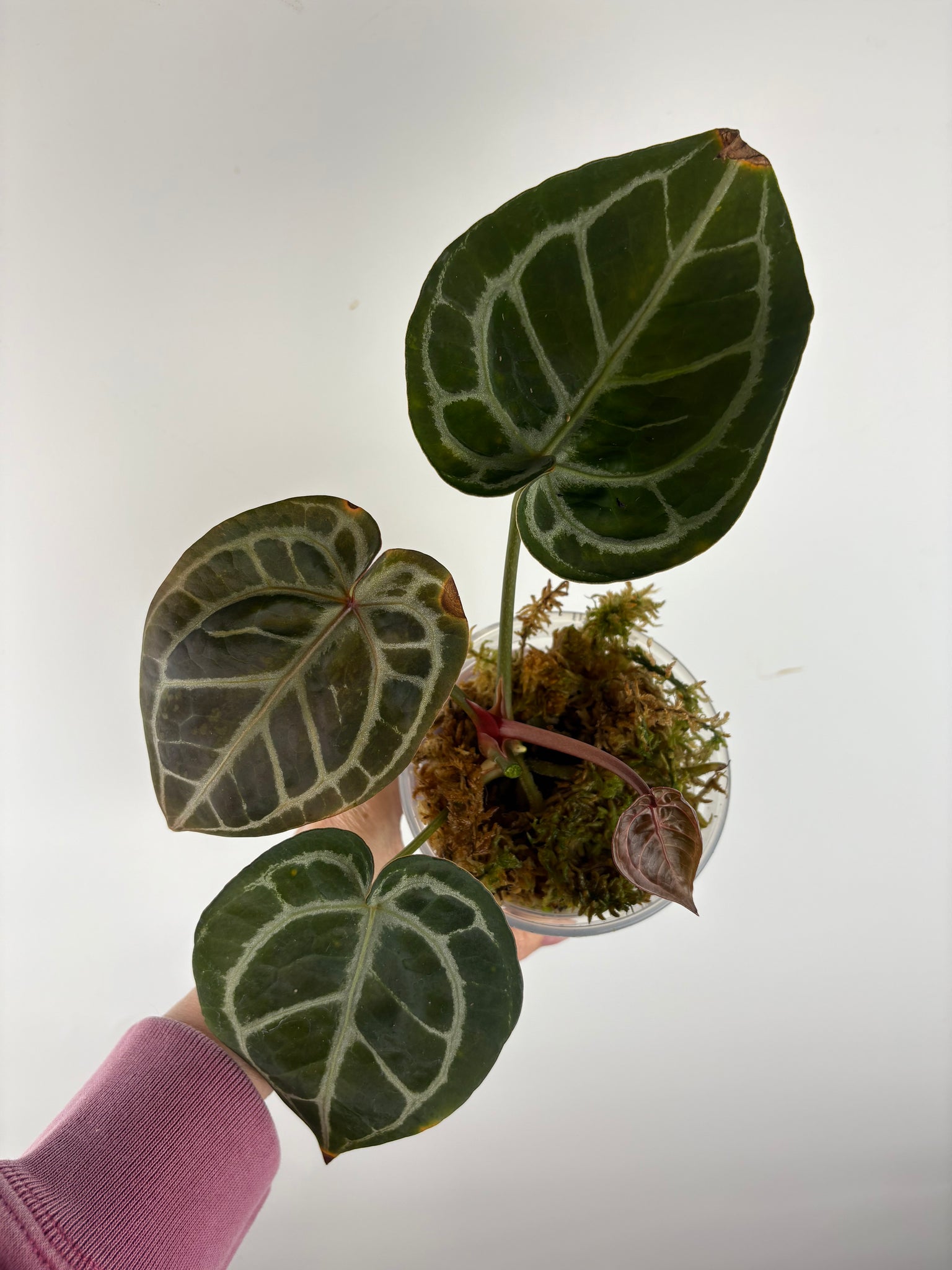 Anthurium black crystallinum 2