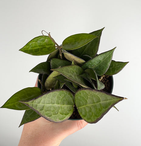 Hoya black margin 4 inch