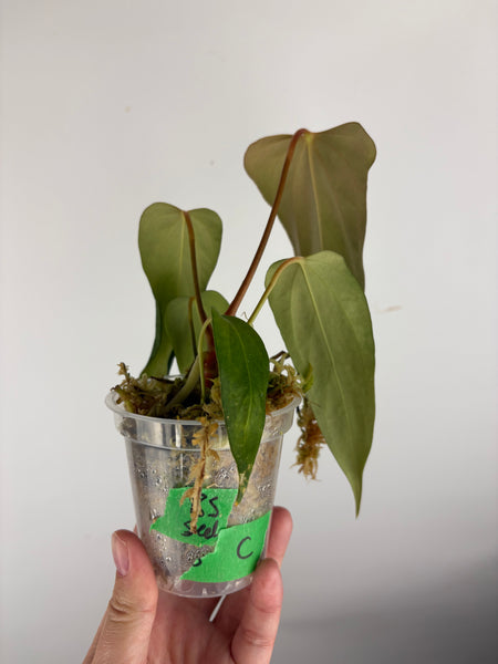 Anthurium Black sweet C1