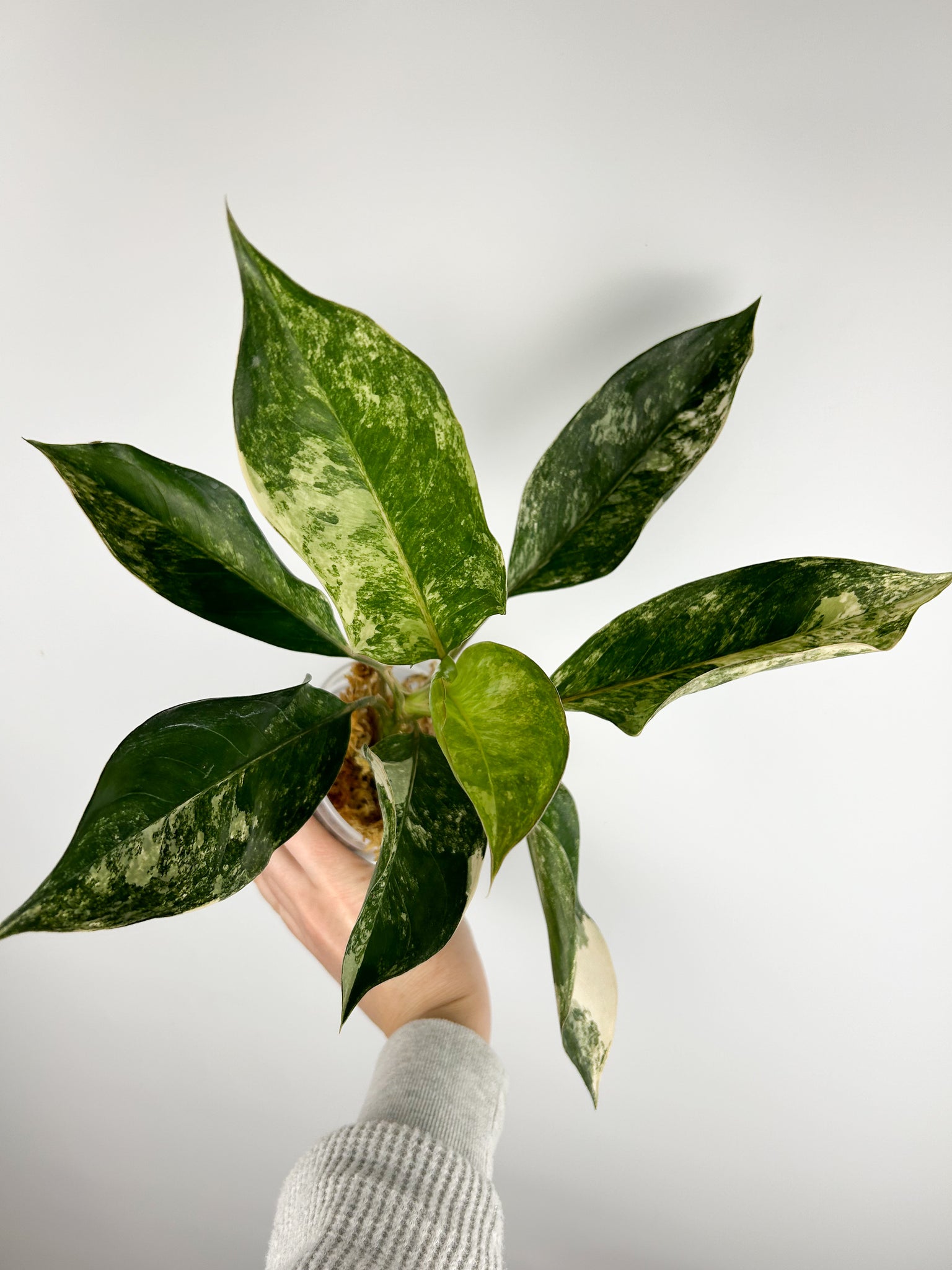 Aglaonema siam jade variegated C