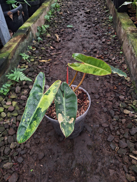 Philodendron Billie variegated