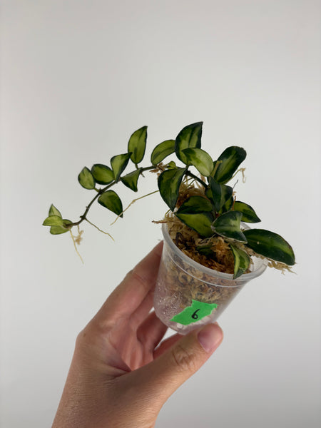 Hoya lacunosa Bruno 6