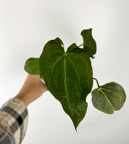 Anthurium crystallinum x moronense (Thailand) as is