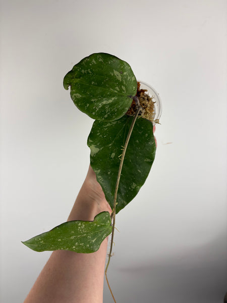 hoya glabra sf004 E