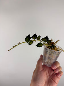 Hoya lacunosa golden flame 3