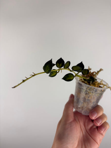 Hoya lacunosa golden flame 3