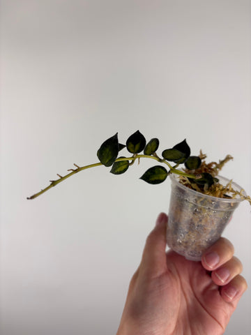 Hoya lacunosa golden flame 3