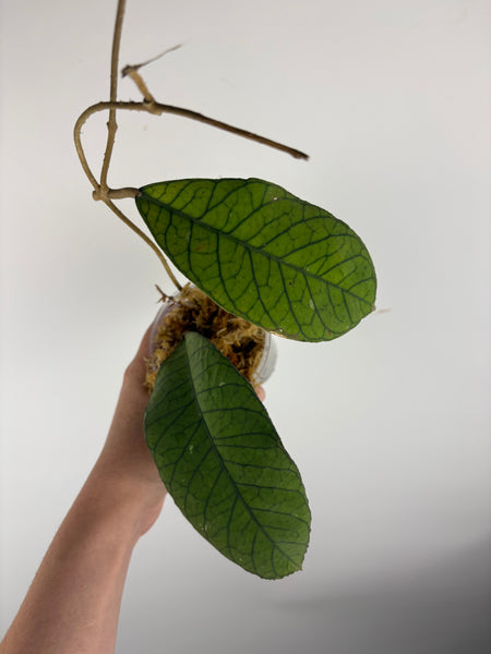 Hoya sp sabah B