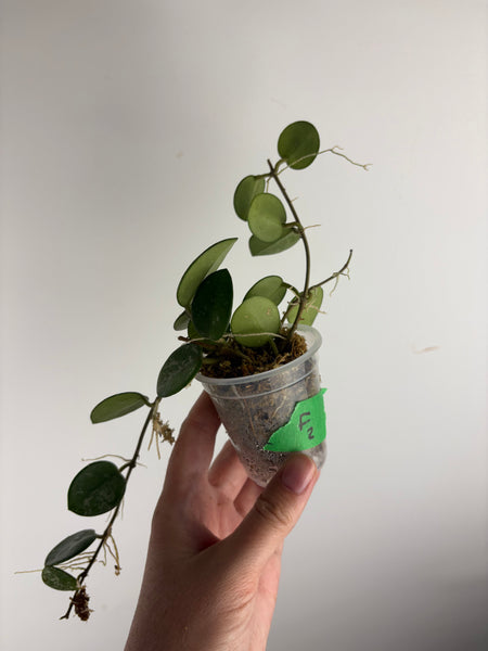 Hoya Mathilde splash F