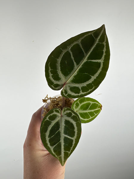 Anthurium Black crystal x red crystal A