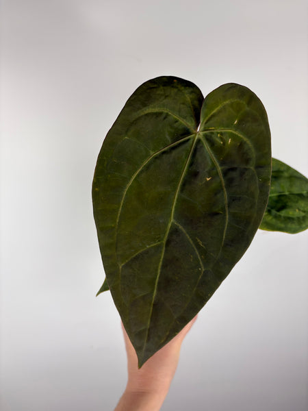 Anthurium magnificum x red dark phoenix