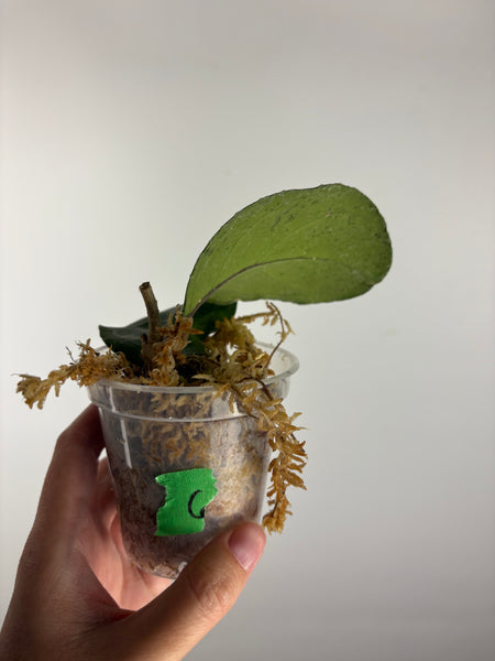 Hoya tanggamus round leaf 5