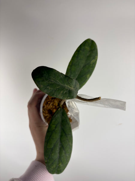 Hoya Tanggamus purple B