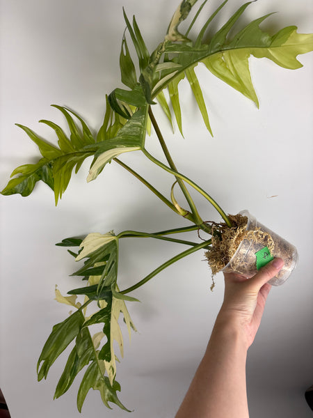 Florida beauty x tortum (Thailand) A - huge plant