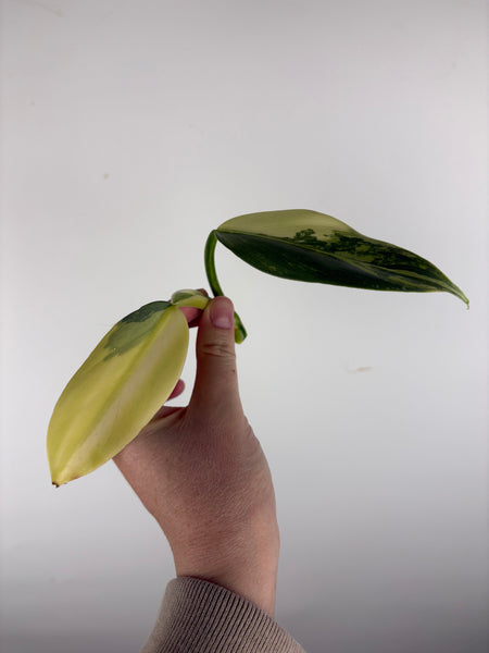 Philodendron silver sword variegated cutting