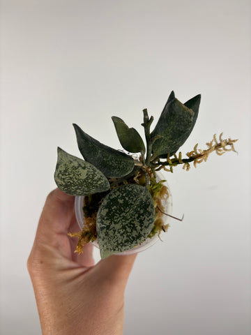 Hoya lacunosa gayung 9